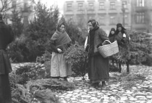 Sprzedaż choinek i gałązek choinkowych w Krakowie 1927 rok