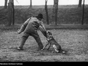 Ćwiczenia psa policyjnego. Pies chwyta za rękę mężczyznę ubranego w kostium ochronny.
