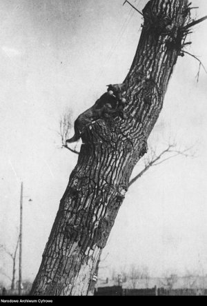 Pies wchodzi na drzewo aportując specjalnie przygotowane ciężarki.