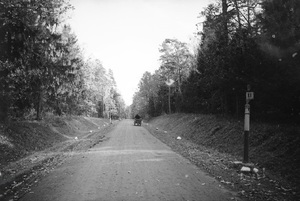 Droga przez las w Białowieży