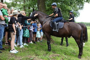 oglądający głaszczą konia policyjnego